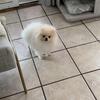 Cute male Pomeranian, 7 months old. Full AKC