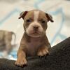 Pocket bully puppy 