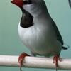 Finches 