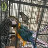 Blue And Gold Macaw Parrot