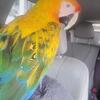 Sold Catalina Macaw 