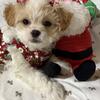Super cute Female Teddybear puppy 8 wks 🐶🩷❤️🐶GET YOUR CHRISTMAS GIFT 