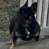 Adult female French bulldog