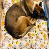 German Shepherd mix, 11 years old, neutered male