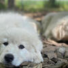 Maremma Sheepdogs For sale
