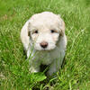 Goberdoodle Puppies
