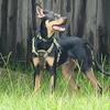  Rehoming Our Sweet 7-Month-Old Doberman Pinscher