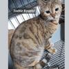 3 yr old retired Bengal female 740 412 1659