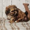 Shihpoo puppy Chewbacca