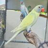 For Sale, Indian Ringnecks