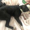Male Boston Terrier Stud