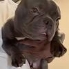 American Bully Nano Male