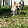 French bulldog puppies 