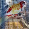 Young Rosella pair
