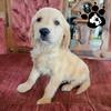 AKC GOLDEN RETRIEVER PUPS