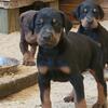 Akc doberman puppies  850 limited 2 puppies left
