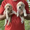 AKC registered lab puppies 