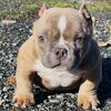 Male Exotic Bully Looking for a forever Home