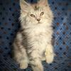 TICA Maine Coon Kittens