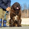Tibetan Mastiff