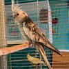 Cockatiel breeding pairs 