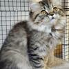 Persian/Ragdoll Brown Tabby Female 