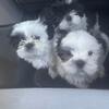 Shih Tzu Puppies