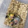 Sun conures