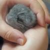 Baby Boy Chinchilla 