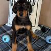 🐾 AKC Registered Doberman Puppies – 9 Weeks Old 🐾