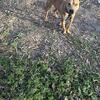20 month male jeep Jenkins bolio redboy sorrell