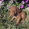Miniature Poodle Puppies