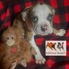Boxer puppies- Standard, Merle, & Minis