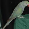 Pair of Indian Ringneck Parrots Pied Violet and Blue-green