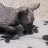 Male Elf Sphynx