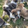Australian Shepherd Great Pyrenese Pups 