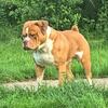 Olde English Bulldogge stud