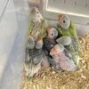 Indian Ringnecks Handfed hand Raised