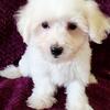 Health Certified Maltese Puppies!