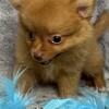 Gorgeous teacup Pomeranian, male compact 