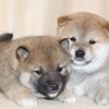 Shiba Inu puppies 