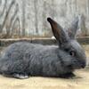 Flemish Giant Rabbits