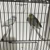 Breeding pairs of Parrotlets