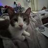 Brown and White Domestic Cat