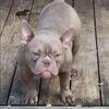 Exotic nano bully 8mos old female