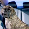AKC English Mastiff pup