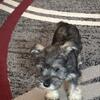 AKC mini schnauzer puppies!  12 weeks old.