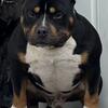 American Bully STUD ONLY 