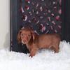 Copper-Friendly Chocolate LH Dachshund