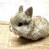 Pedigreed VM Netherland Dwarf Bunnies